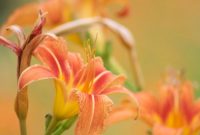Table Talk: Photography Insights from Amateur Photographer