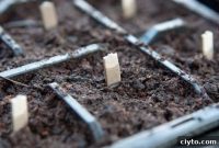 How to Plant Pepper Seeds for Bigger Harvests