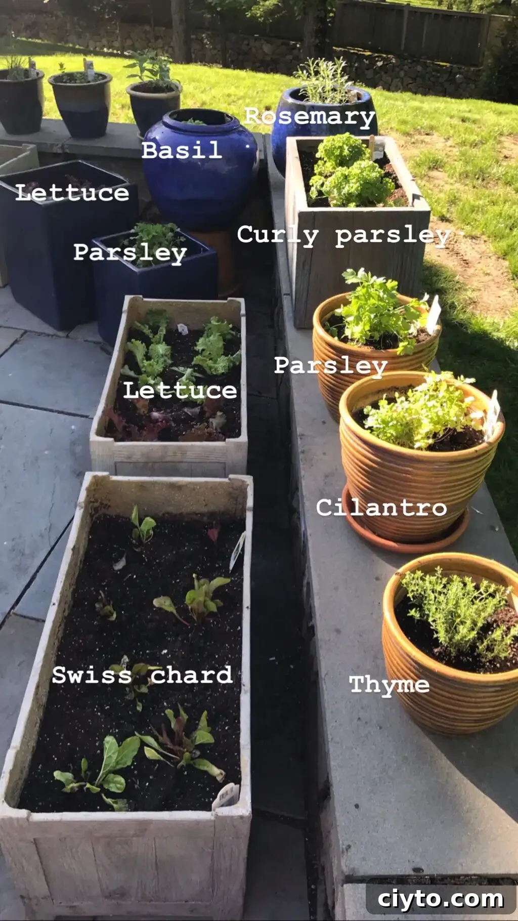 planting a patio garden #glutenfreerecipes www.healthygffamily.com