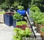 Patio Vegetable Garden: How to Plant and Grow Vegetables