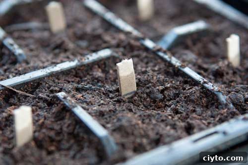Planted Wahaca Chilli Seeds