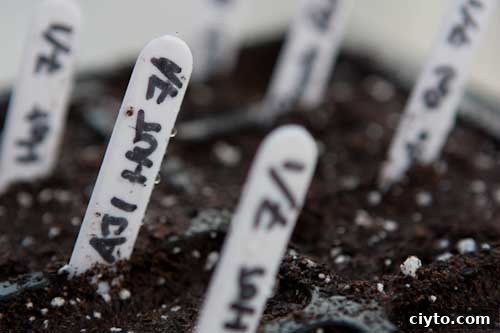Aji Hot Seeds
