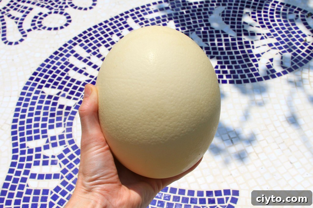 Ostrich Egg