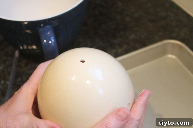Ostrich egg with hole