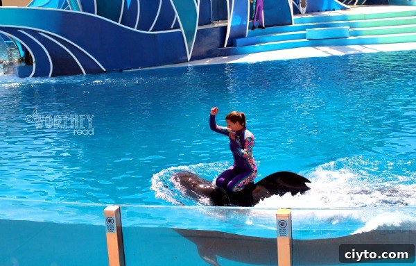 Dolphin Show