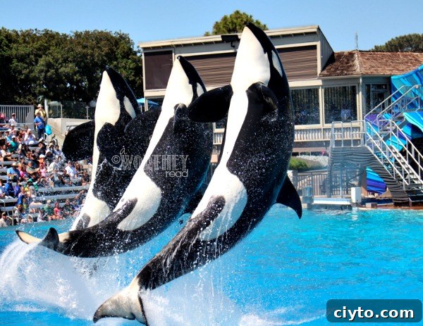 Shamu Show at SeaWorld