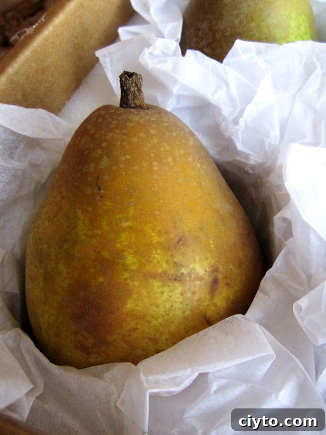 close up of warren pear in box