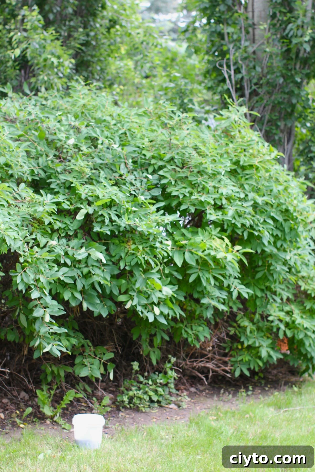 haskap bush with pail standing in front