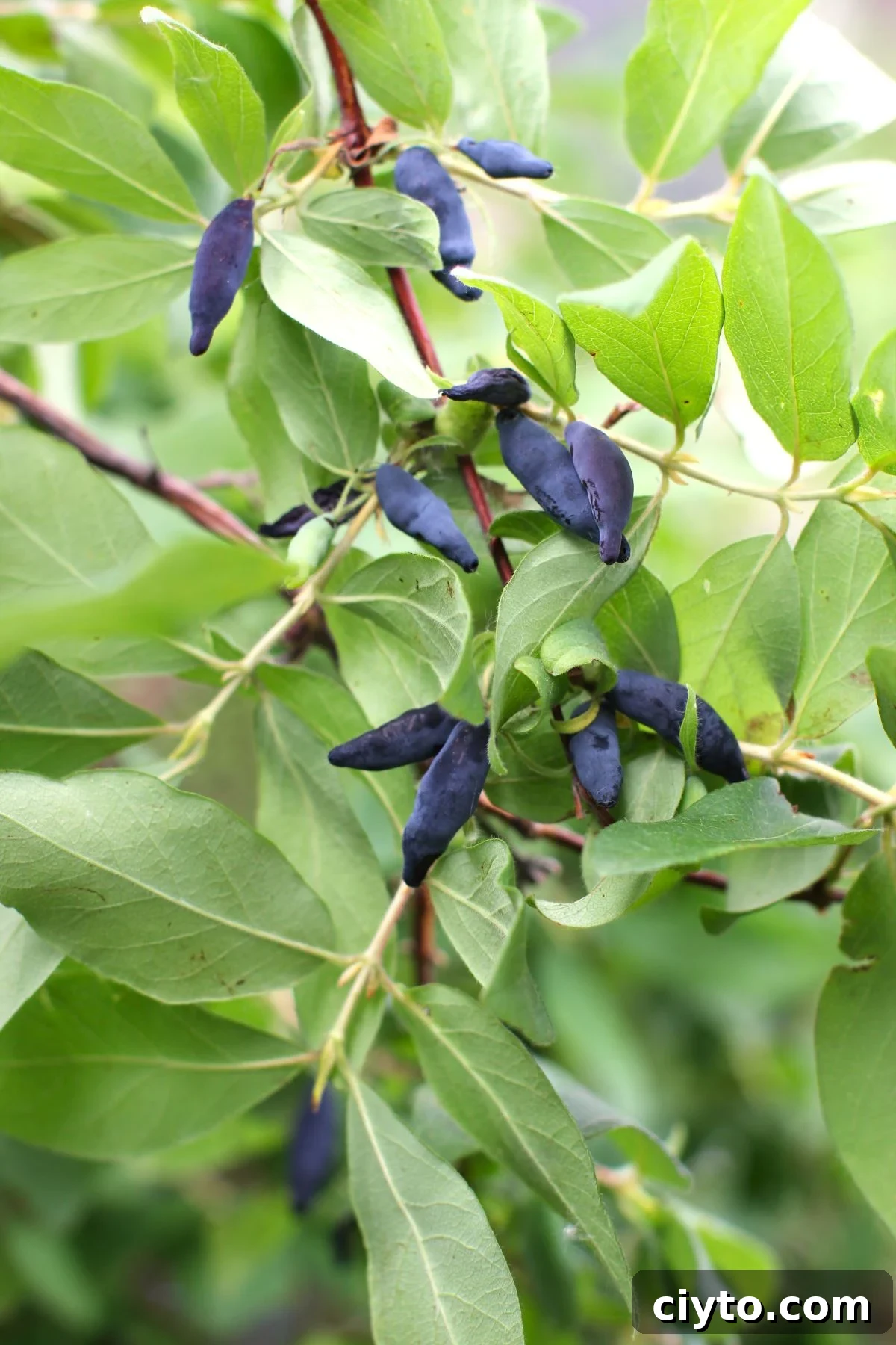 branch of haskap bush loaded with haskap berries
