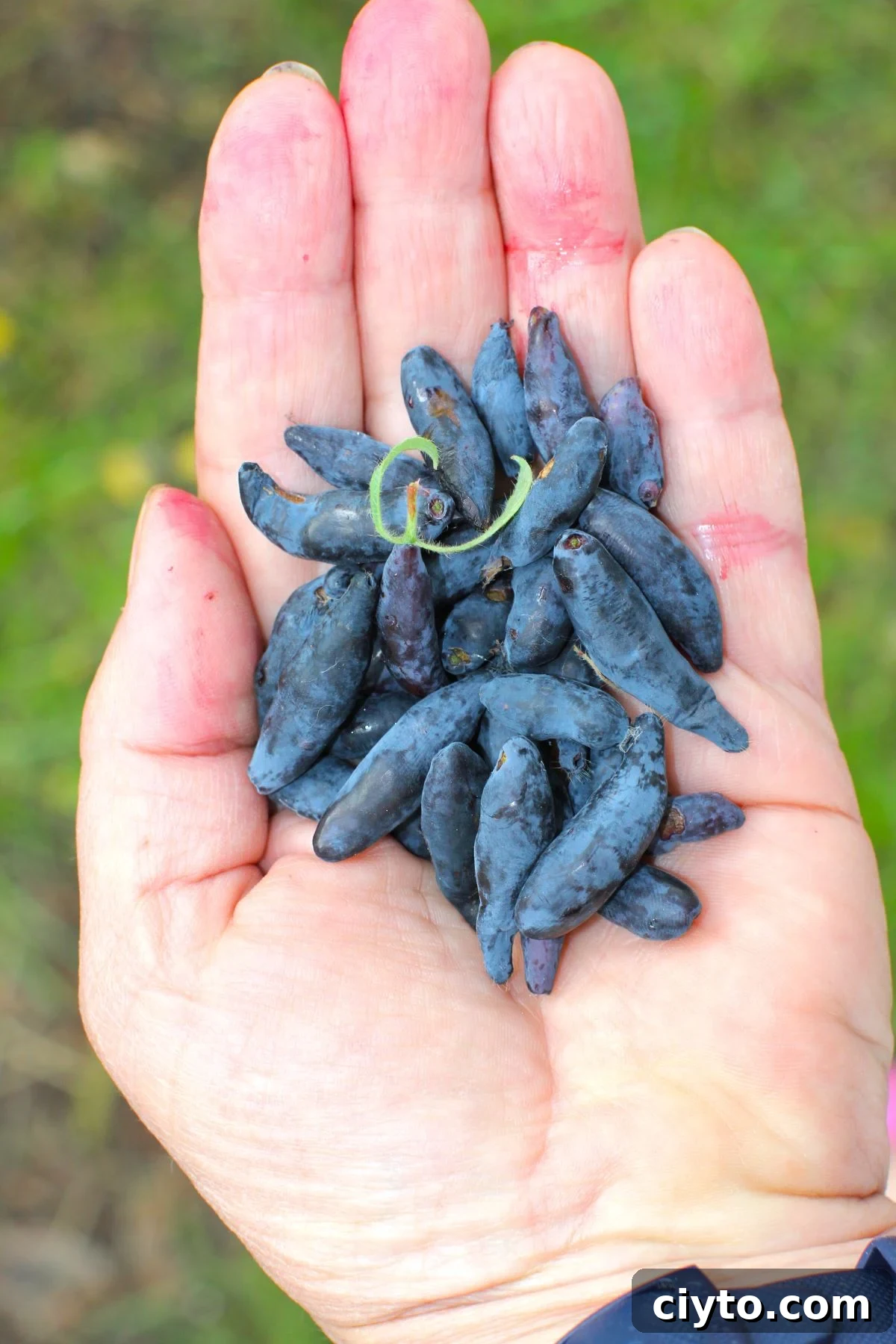 handful of juicy, blue, just-picked haskaps